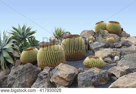 Cacti Seen In Lanzarote, A Island Of The Canary Islands In The Atlantic Ocean