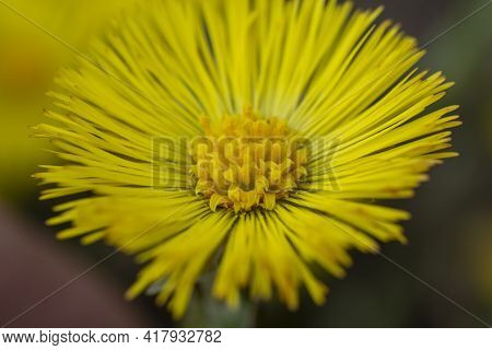 Single Yellow Coltsfoot (tussilago Farfara) In The Early Spring. Coltsfoot Flower Close Up. Macro. S