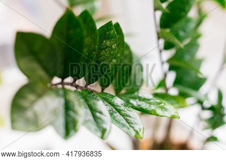 Zamioculcas Zamifolia - Dollar Tree. Zanzibar Gem The Tree Is Named . Concept Of Home Gardening. Sel