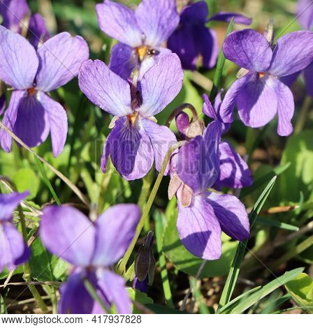 Viola Odorata, Sweet Violet, English Violet, Common Violet, Or Garden Violet, Blooming In Spring Clo