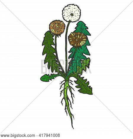 Botany, Dandelion Plant With Root. Isolated Object. Sketch Scratch Board Imitation Color.