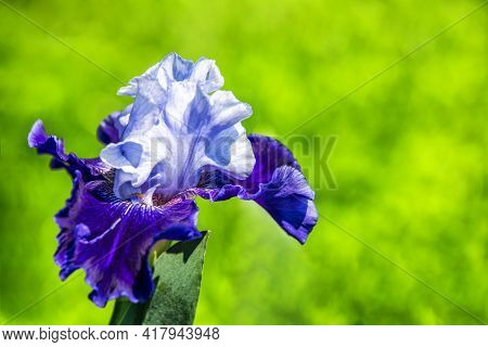 Beautiful Blue Iris. First Bloom Of The Year. Iris Takes Its Name From The Greek Word For A Rainbow,