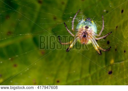 Araniella cucurbitina spider and his cobweb, bottom view