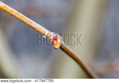 Bud Of Platanus X Hispanica On Tree Branch.