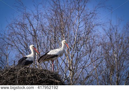 A Pair Of Storks On A Large Nest Of Dry Branches.background Of Blue Sky, Silhouettes Of Trees.bright