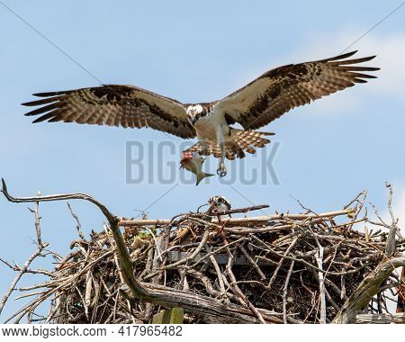 Osprey Flies To Nest With Fish In Talons To Feed Chicks.