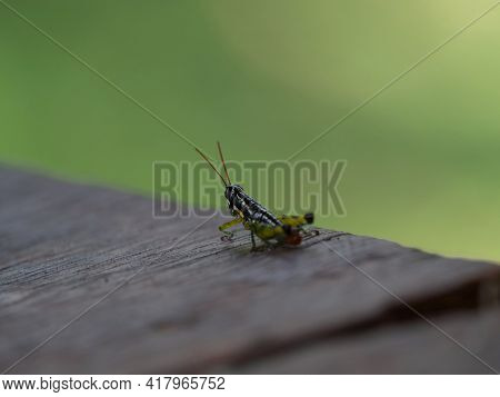 Closeup Detail Selective Focus Of Grasshopper Insect In Amazon Rainforest Jungle Sauce Lagoon Tarapo