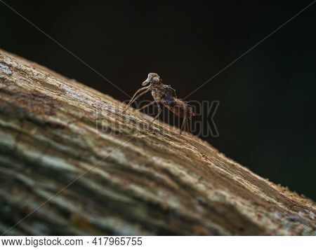 Closeup Detail Selective Focus Of Grasshopper Insect Skin Shed Moulting Case In Amazon Rainforest Ju