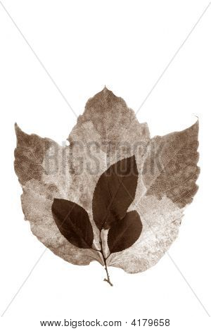 Herbst, Herbst Blätter dekorative noch am Studio weißen Hintergrund