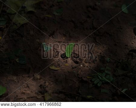 Closeup View Of Strong Ants Carrying Green Leaf Pieces On Amazon Rainforest Jungle Ground In Tarapot