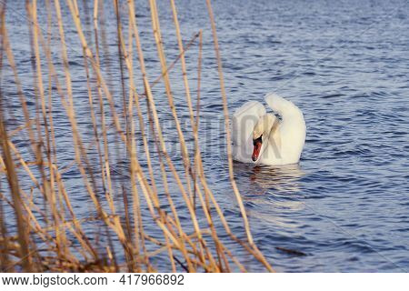 White Swan On The Baltic Sea Coast In Finland