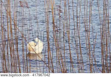 White Swan On The Baltic Sea Coast In Finland