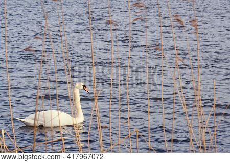 White Swan On The Baltic Sea Coast In Finland