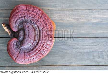Ganoderma Lucidum Mushroom On Wood Table