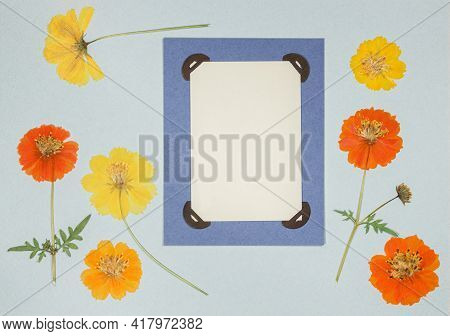 Page From An Old Photo Album. Flowers Cosmos, Cosmea Carpet. Scrapbooking Element Decorated With Lea