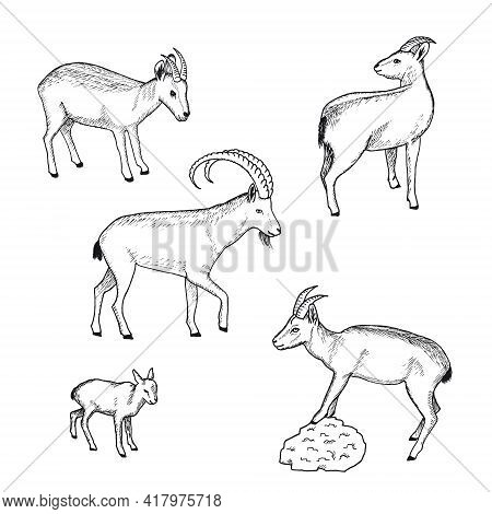 Sketch Farm Animals Collection With Wild Goat Nanny And Kid On White Background Isolated Vector Illu