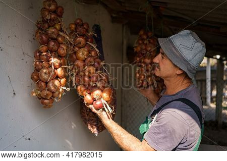 Man Inspercting Long Bunches Of Onions Suspended From The Ceiling. Agricultural Products, Farming, G