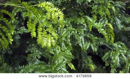 Botanical