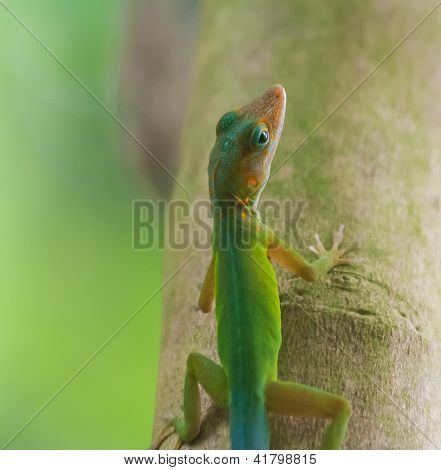 bunte gecko