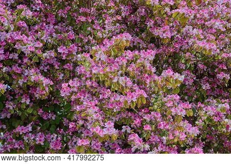 Flowers In A Decorative Truss Botanical Garden Emek Hefer