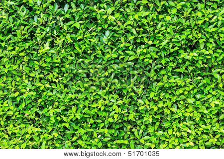 Fresh Green Leaves Background