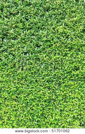 Fresh Green Leaf Background