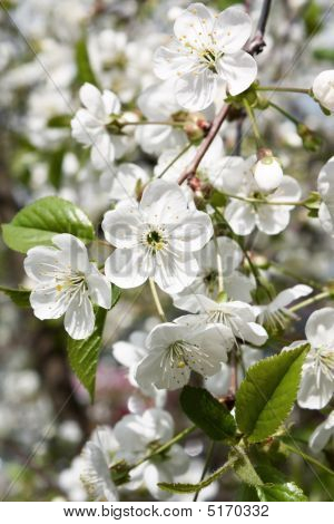 Foråret kirsebærblomster