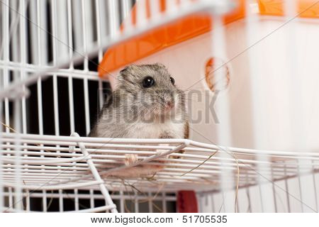 Djungarian hamster in a cage