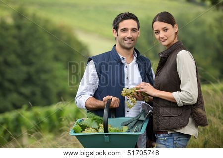 Attractive couple picking grapes