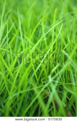 Græs baggrund