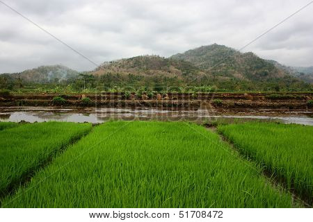 tropical rice fields