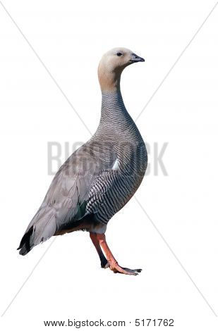 Izolované horské Husa (Chloephaga Picta Leucoptera)