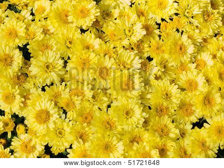 Yellow Flower Bed Of Asters