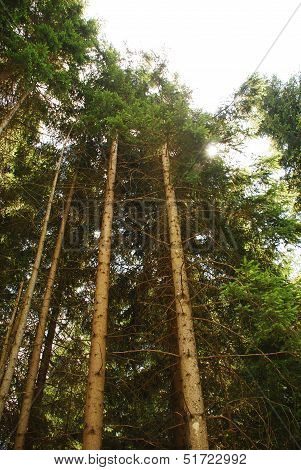 Pine Tree Trunks