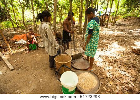 BERDUT, MALAYSIA - APR 8: Unidentified people Orang Asli thresh rice to remove chaff on Apr 8, 2013 in Berdut, Malaysia. More than 76% of all Orang Asli live below the poverty line.