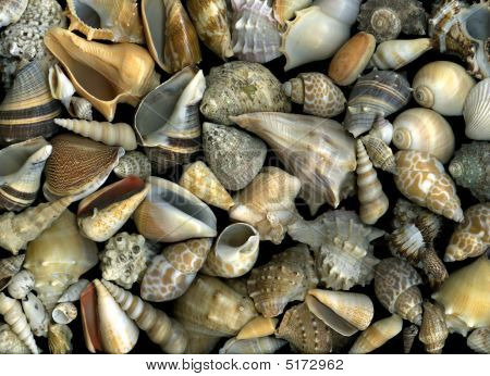 Seashells