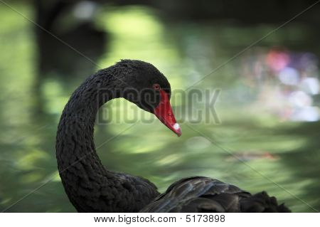 Cisne negro (cygnus Atratus)