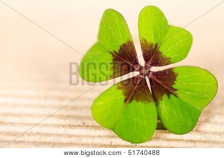 Four-leaved Cloverleaf