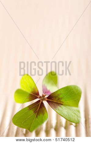 Four-leaved Cloverleaf