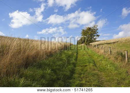Grassy Bridleway
