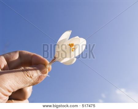 Snowdrop dans une main