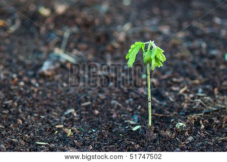 Small Plant On Dead Soil