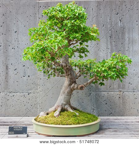 Bonsai Tree On Display
