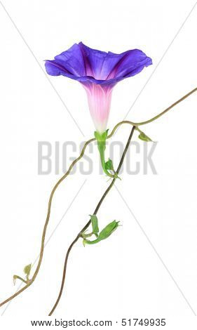 Blue convolvulus (bindweed) flower, isolated on white