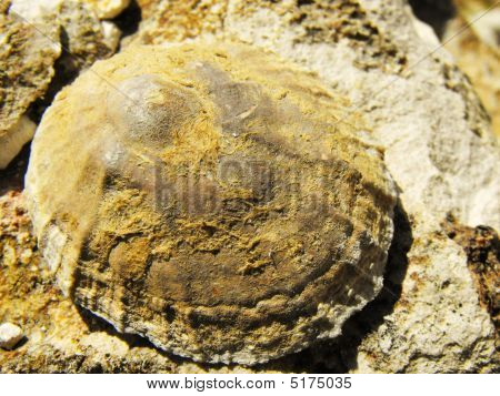 Shell