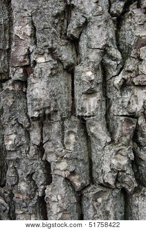 Bark