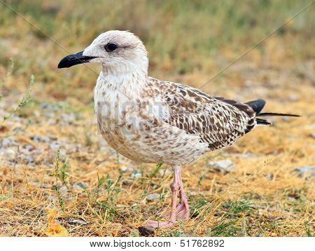 Gull Bird Standing On Grass Outdoor Close-up Wild Nature. Gulls Are Birds In The Family Laridae