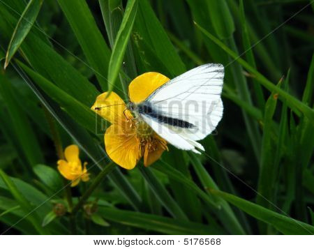 Papillon blanc