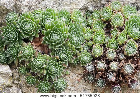 Houseleek