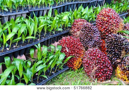 Seedlings Of Oil Palm